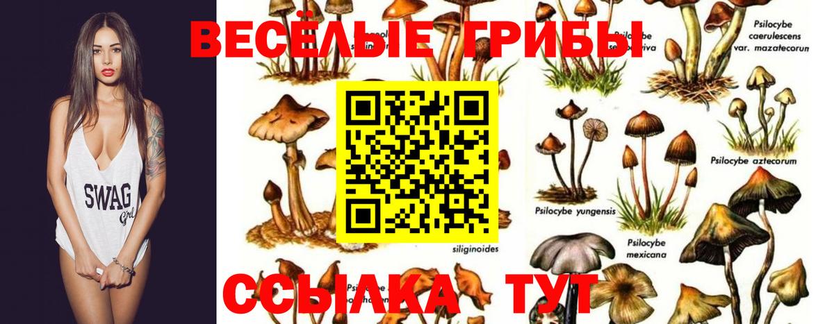 Биробиджан  цены   Вход с VPN  Псилоцибиновые грибы ЛСД  Псилоцибиновые грибы GOLDEN TEACHER 
